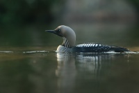 Potaplice severni - Gavia arctica - Black-throated Diver 3394